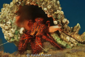 A crab with a self image problem.  It's battling because ... by Valda Fraser 